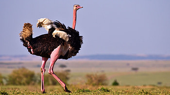 Ostrich fact sheet, Nature blog, Unique characteristics, PBS exploration HD wallpaper