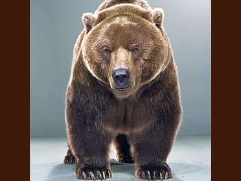 Brown Bear, cool, brown, bear HD wallpaper