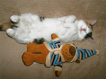 I Sleeps Funny, cats, graphy, animals, kittens HD wallpaper