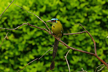 Animal, Motmot HD wallpaper