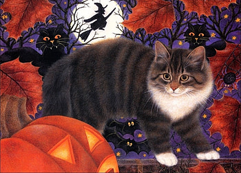 Cat, animal, other, beautiful HD wallpaper