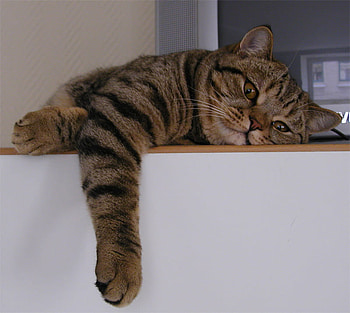 relaxing, nap, lazy, cat, afternoon HD wallpaper