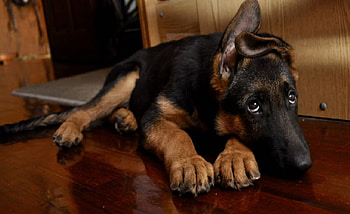 German shepherd, dog, sweet, animal, dogs, cute, beautiful, puppys, puppy, pretty, animals, lovely HD wallpaper