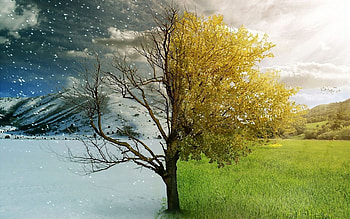 Landscape, Trees, Art HD wallpaper