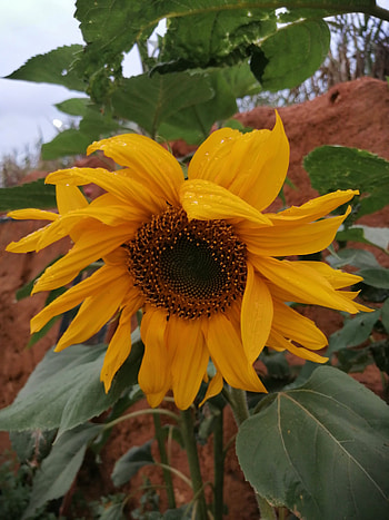 Sunflower, Flower, Plants, April HD phone wallpaper