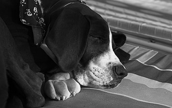 Animals, Dog, Muzzle, Bw, Chb, Sleep, Dream HD wallpaper
