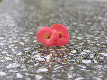 fall, pink, flowers, tiny HD wallpaper