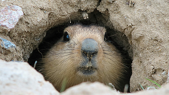 Groundhog Hole, Groundhog Day HD wallpaper