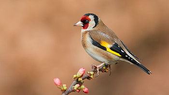 Light Brown Black Yellow Goldfinch Bird Is Standing On Tree Branch In Blur Background Birds HD wallpaper
