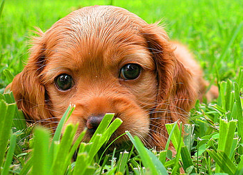 Puppy eyes, dog, brown eyes, puppy, red coat, grass HD wallpaper