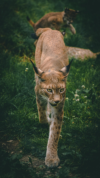 Animals, Iris, Predator, Big Cat, Sight, Opinion, Animal HD phone wallpaper