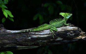 Animals, Branches, Shadow, Lizard, Reptile, Crawl, Log HD wallpaper