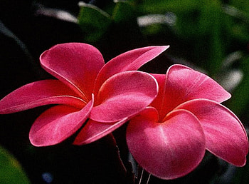 Flower In Pink, flower in bloom, nature, black backround, flower HD wallpaper