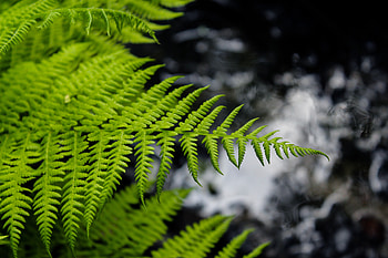 Fern, leaves, blur HD wallpaper