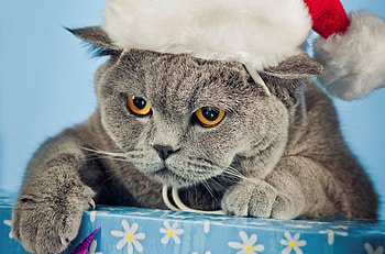 Animals, New Year, Cat, Beautiful, Cap HD wallpaper