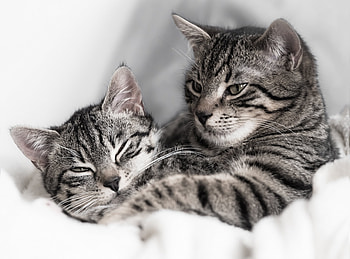 Animals, Cats, Kitty, Kitten, Couple, Pair, Striped HD wallpaper
