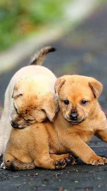 Pocket Pals: Puppy Cuddle, Animal, puppy HD phone wallpaper