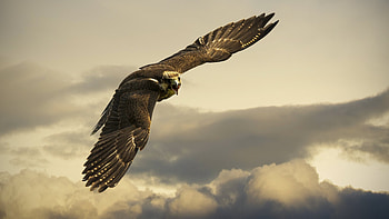Hawk , hawk backgrounds, Bird, Wildlife HD wallpaper