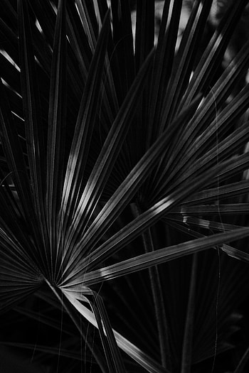 Leaves, Dark, Sheet, Leaf, Bw, Chb HD phone wallpaper