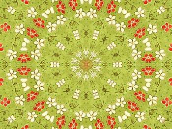 Kaleidoscope of White and Orange Flowers, white, flowers, kaleidoscope, orange HD wallpaper