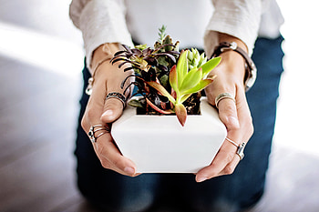 Flowers, Hands, Indoor Plant, Houseplant, Succulents HD wallpaper