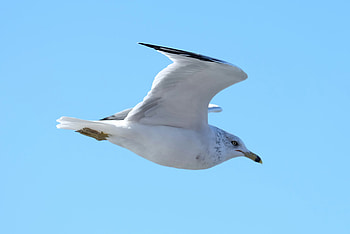 Flawless beauty, Perfectly captured, , Seagull charm HD wallpaper