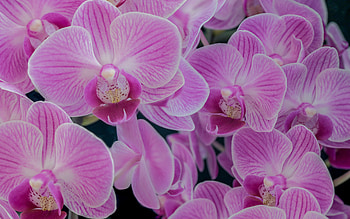 pink orchids, beautiful pink flowers, background with orchid, pink orchid branch, orchids HD wallpaper