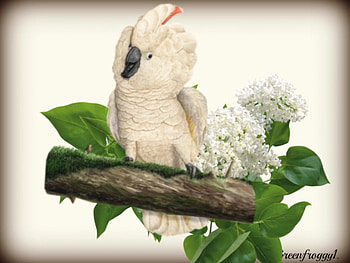 MAJOR MITCHELL'S COCKATOO, NATURE, COCKATOO, ANIMAL, BIRD HD wallpaper