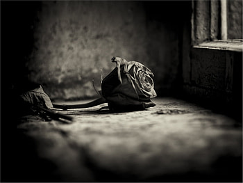 ADIEU, rose, withered, graphy, bw, dark HD wallpaper