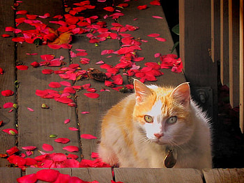 Cat flower petals, sweet, animal, kitten, flower, cat, pet HD wallpaper