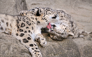 Animals, Snow Leopard, Young, Couple, Pair, Care, Joey HD wallpaper