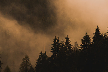 Fog, Nature, Trees, Smoke, Fir, Spruce HD wallpaper