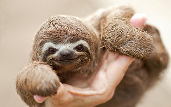 Sloth, animal, cute, gray, sloth HD wallpaper