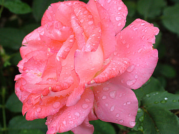 Flowers, Pink, Drops, Rose Flower, Rose, Petals HD wallpaper