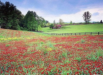 flower field, nature, flowers, field, red HD wallpaper