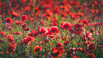 Poppy ultra , Stunning floral display, Nature's beauty, Vibrant red blooms HD wallpaper