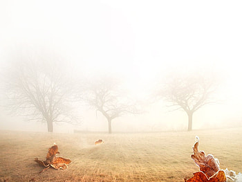 country mist, fog, landscape, trees, road, leafs HD wallpaper