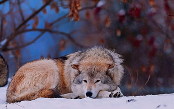 Animals, Lie, To Lie Down, Dog, Sadness, Wolf, Sorrow HD wallpaper