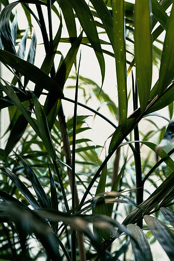 Nature, Leaves, Plant, Stem, Stalk HD phone wallpaper