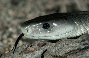 Animals, Color, Snake, Language, Tongue, Poisonous, Dangerous HD wallpaper