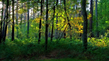 Nature, Trees, Forest, Greens HD wallpaper