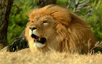 King, teeth, animal, lion, nose, daylight, fur, day, trees, male, mouth, landscape, eyes, cat, mane, leaves, field, nature HD wallpaper