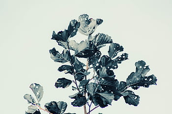 A high-contrast artistic capturing leaves against a bright sky, showcasing nature's textures. HD wallpaper