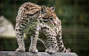Ocelot , Beautiful feline, Exotic species, Wild cat HD wallpaper