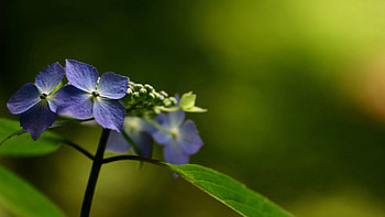 Flowers, Plant, Macro, Petals HD wallpaper