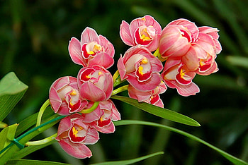 ORCHIDS, PETALS, LEAVES, COLORS, STEMS HD wallpaper