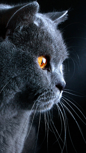 Profile, British Shorthair HD phone wallpaper
