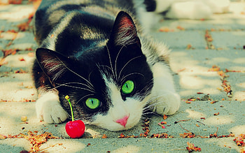 Animals, Dogs HD wallpaper