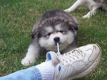 Tug, dog, animal, foot, shoe, lace, paws, fur, puppy, canine HD wallpaper