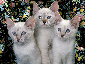 Animals, Toddlers, Kids, Three, Kittens HD wallpaper